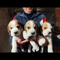 Cuccioli Beagle