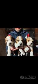 Cuccioli Beagle