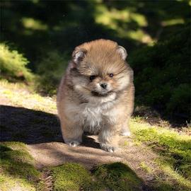Spitz di Pomerania nano