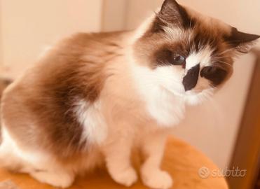 Ragdoll adulta
