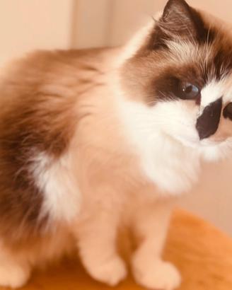 Ragdoll adulta