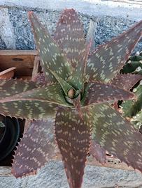 aloe maculata particolare 