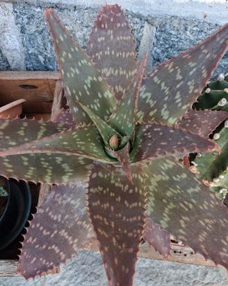 aloe maculata particolare 