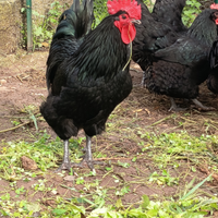 Galline razza Australorp