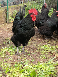 Galline razza Australorp