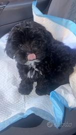 Maltipoo