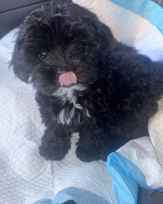 Maltipoo