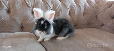 Coniglio nano testa di leone