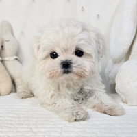 Cucciolo di maltese