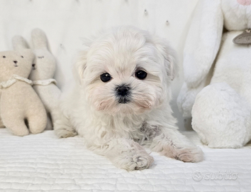 Cucciolo di maltese