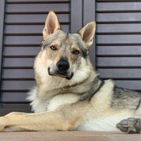 Cane Lupo Cecoslovacco Maschio per Accoppiamento