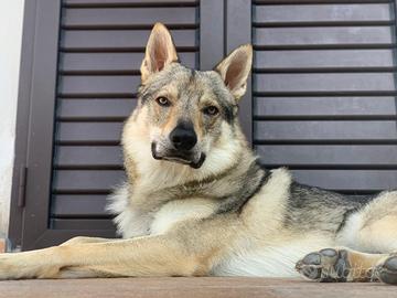 Cane Lupo Cecoslovacco Maschio per Accoppiamento