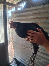 Galletti di RAZZA AUSTRALORP