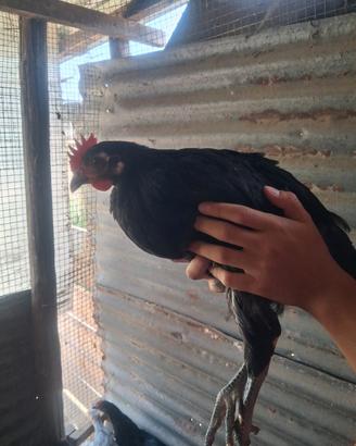 Galletti di RAZZA AUSTRALORP