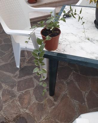 vinca major variegata