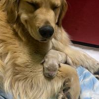 Golden retriver pedigree enci