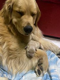 Golden retriver pedigree enci