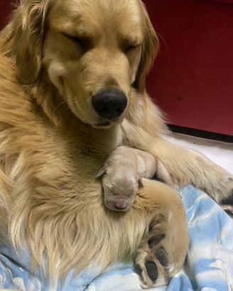 Golden retriver pedigree enci