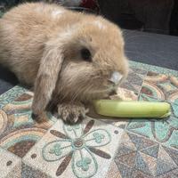 Coniglio ariete nano femmina