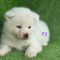 Akita inu con pedigree enci