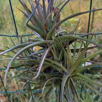 pianta di tillandsia aeranthos 