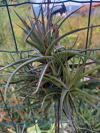 pianta di tillandsia aeranthos 