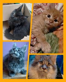 Maine Coon