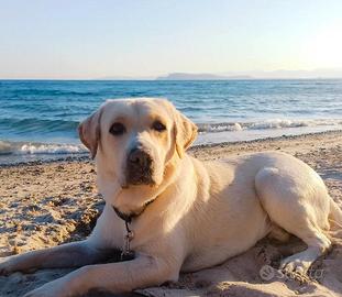 Labrado retriever per monta gratuita