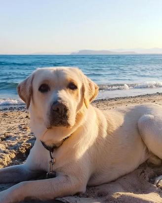 Labrado retriever per monta gratuita