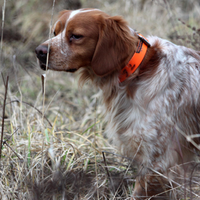 Breton maschio 20 mesi da caccia