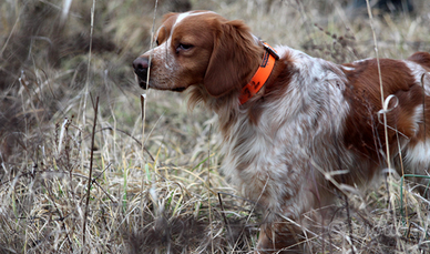 Breton maschio 20 mesi da caccia