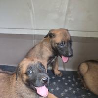 Cucciolata Pastore Belga Malinois con pedigree