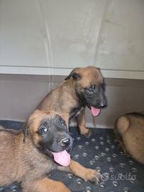 Cucciolata Pastore Belga Malinois con pedigree
