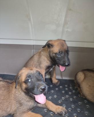 Cucciolata Pastore Belga Malinois con pedigree