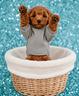 barboncino-toy-pagamento-rateizzabile