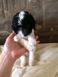 Barboncini Maschi borsetta