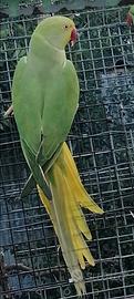 parrocchetti dal collare 