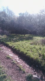 Terreno 3200 mq Agricolo accetto permute/scambi