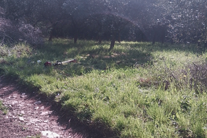 Terreno 3200 mq Agricolo accetto permute/scambi