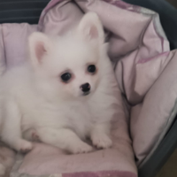 Spitz nana bianca femminuccia