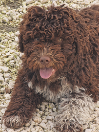 Lagotto Romagnolo originale