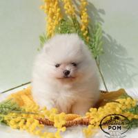 Spitz nano (pomerania) cuccioli pedigree crema