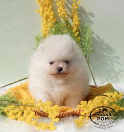 Spitz nano (pomerania) cuccioli pedigree crema