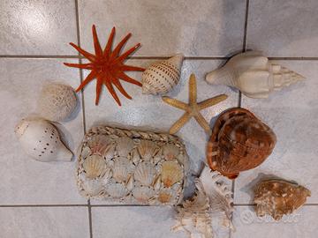 Conchiglie stelle marine e scringo 