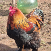 Gallo brahma perniciato