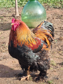 Gallo brahma perniciato