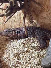 Tegu argentino Rosso