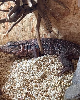 Tegu argentino Rosso