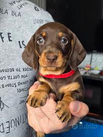 Bassotti cuccioli