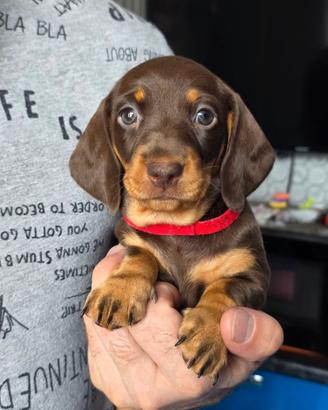Bassotti cuccioli